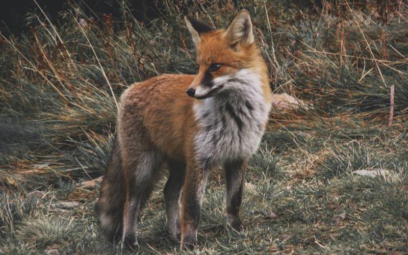 wildlife control