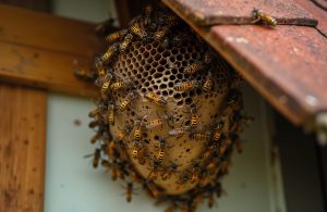 wasp prevention