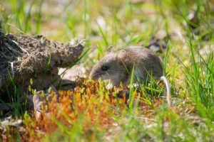 mice infestations