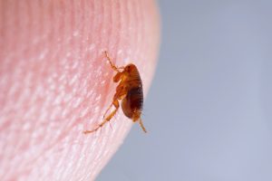 flea and tick season