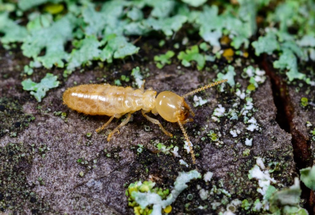 termite control