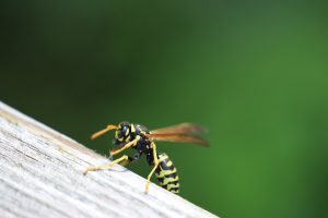 yellow jacket nest