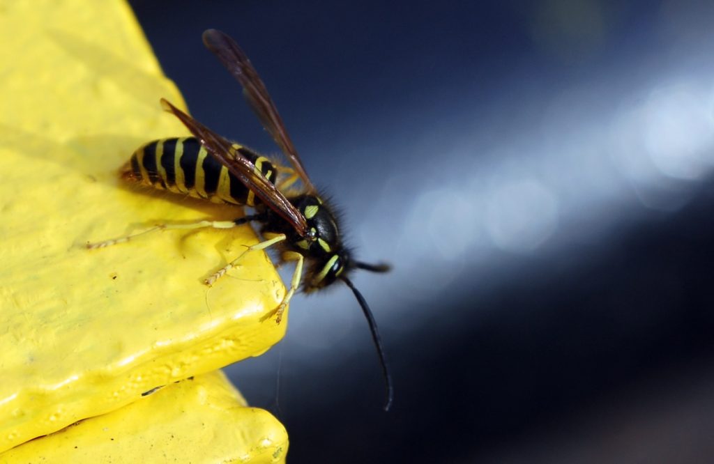 yellow jackets