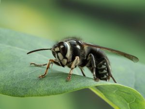 bald-faced hornet