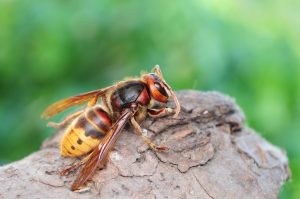 hornet infestation