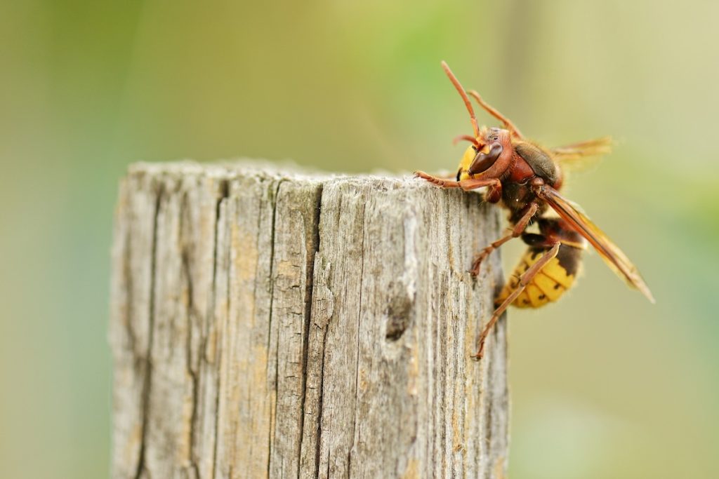 hornet removal services st louis