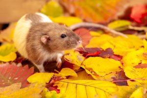 mouse infestation