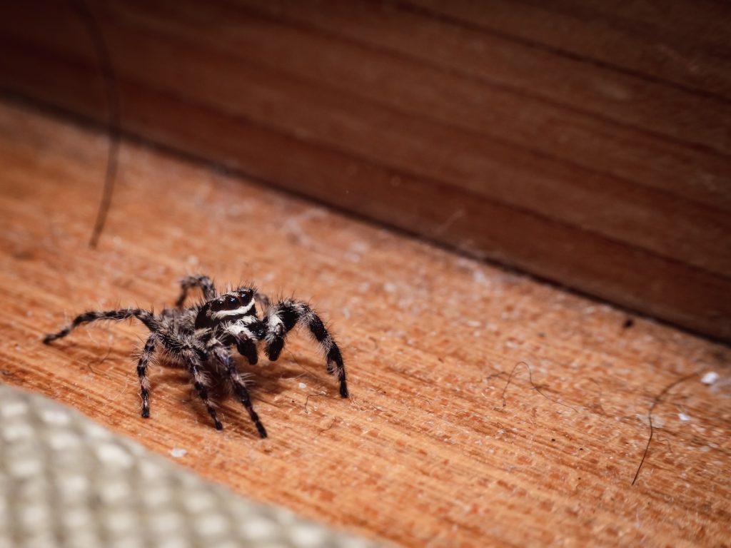 spider pest control