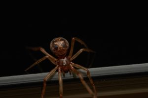 brown recluse infestation