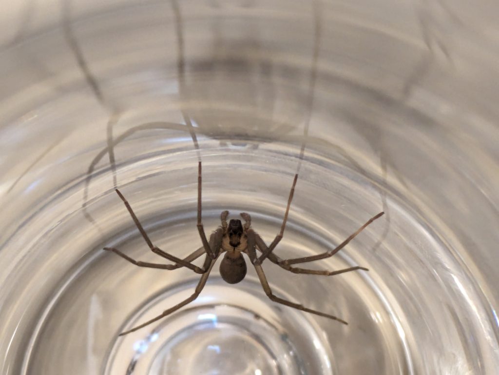 brown recluse spider in a jar